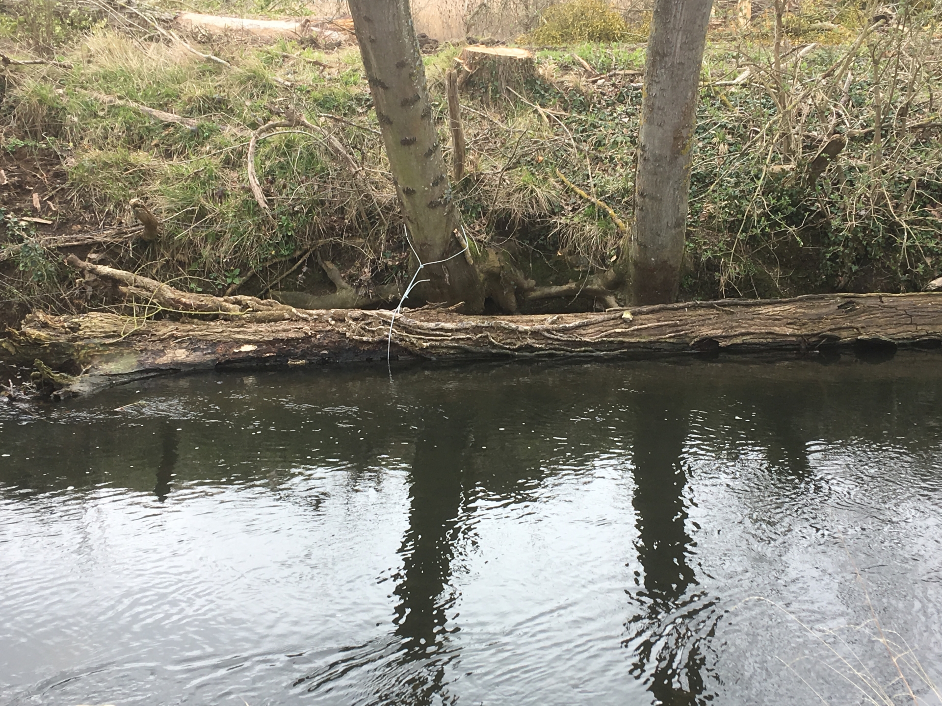 Des arbres cables sur la Drouette... Pourquoi ?