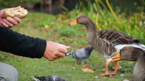 Le nourrissage des animaux sauvages, une fausse bonne idée... Pourquoi ?