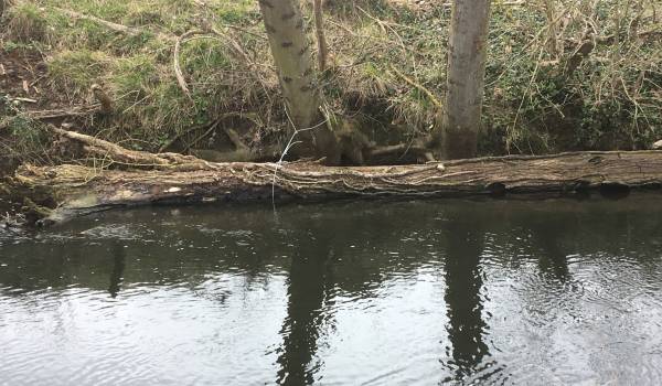 Des arbres cables sur la Drouette... Pourquoi ? Des arbres cables sur la Drouette... Pourquoi ?