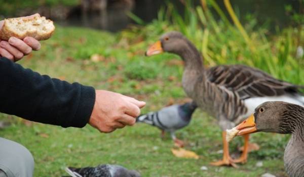 Le nourrissage des animaux sauvages, une fausse bonne idee... Pourquoi ? Le nourrissage des animaux sauvages, une fausse bonne idee... Pourquoi ?