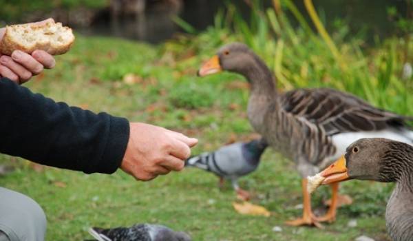 Le nourrissage des animaux sauvages, une fausse bonne idée... Pourquoi ?